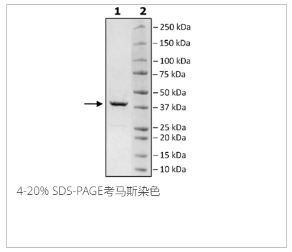 HSP40，His标签重组