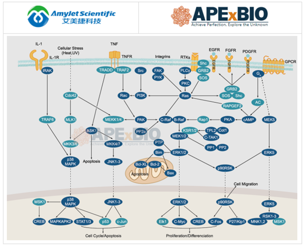 APExBIO--MAPK信号传导