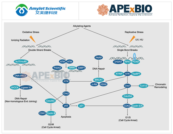 APExBIO--DNA损伤/DNA修复