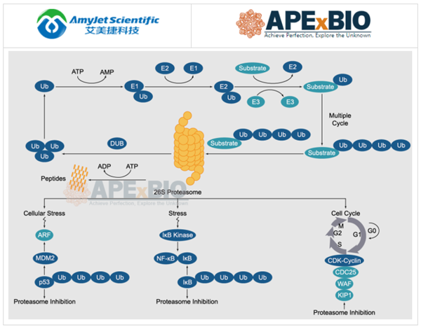 APExBIO--泛素化/蛋白酶体