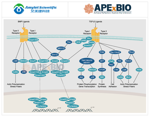 APExBIO