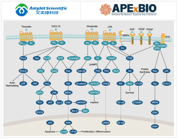 APExBIO