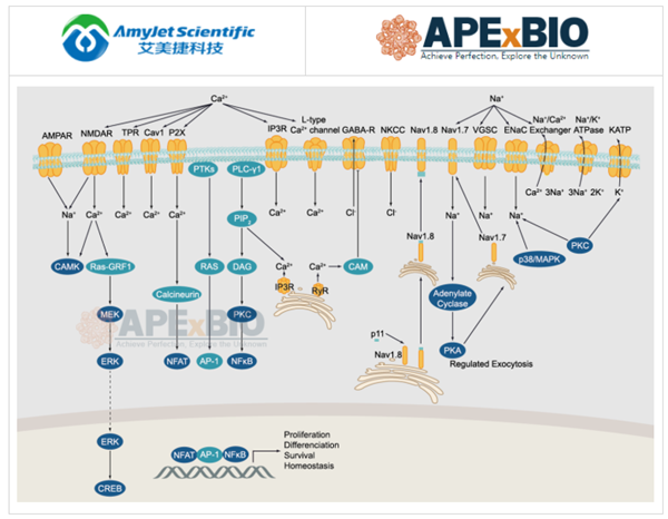 APExBIO