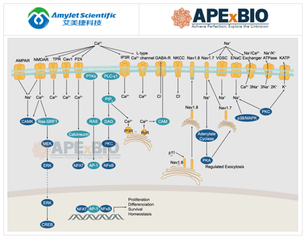 APExBIO