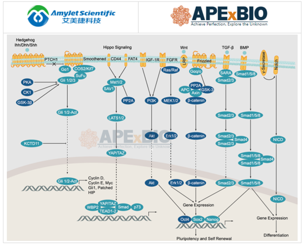 APExBIO