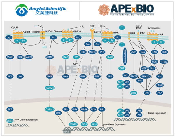 APExBIO