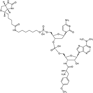 Biotin-dC-puromycin，生物素-嘌呤霉素