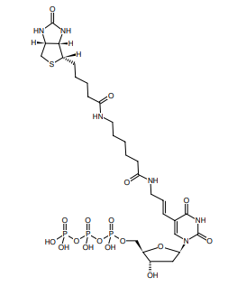 Biotin-11-dUTP、生物素化核苷酸