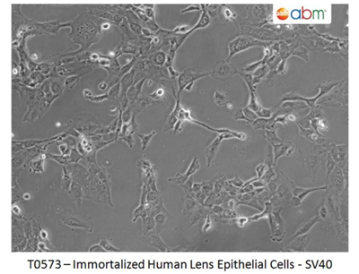 永生人晶状体上皮细胞-SV40