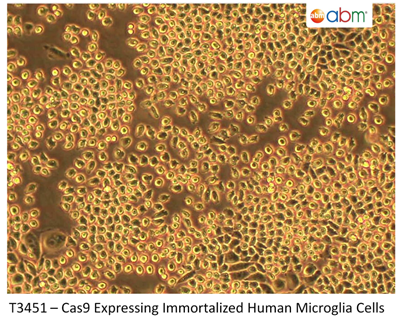 表达Cas9的永生人小胶质细胞系