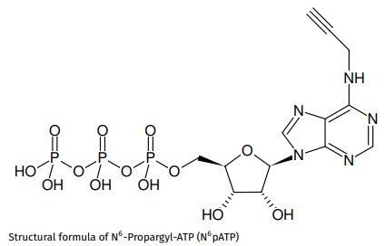 CLK-NU-001-1.png