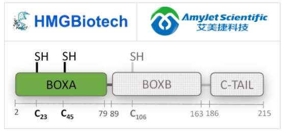 HMGB1的BOXA，人和老鼠