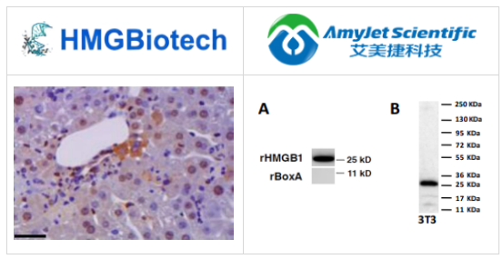 HMGBiotech