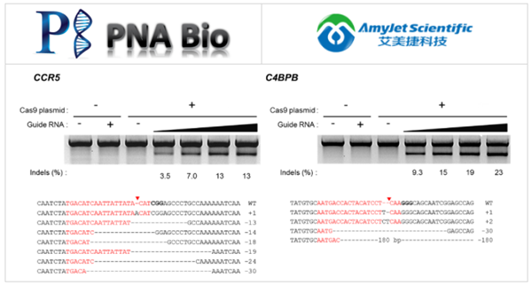 PNA Bio