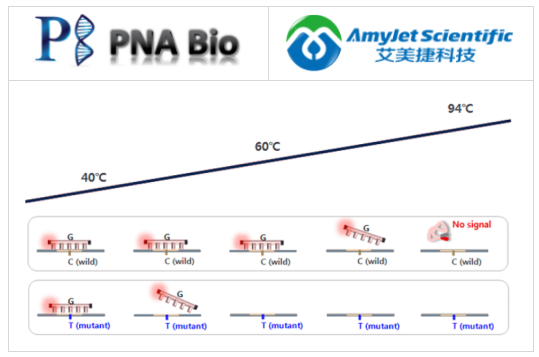 PNA Bio-PANAS熔融原理