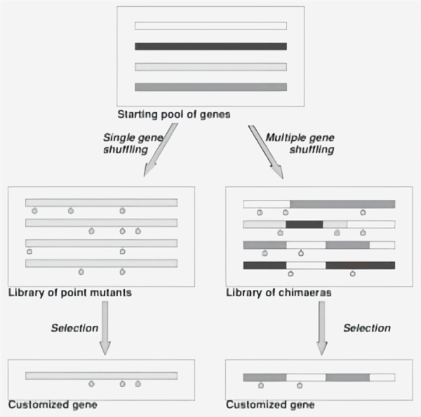 JBS DNA-Shuffling Kit-1.png