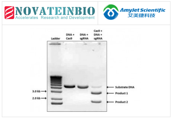 Novatein Biosciences