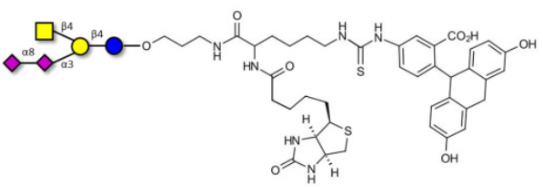 连接生物素和荧光素的GD2神经节苷脂寡糖