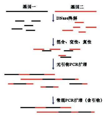 DNA Shuffling试剂盒