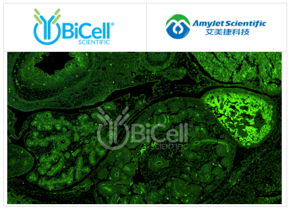 icell Scientific-FAT1抗体染色