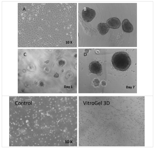 Beta Lox 5（BL5）细胞在VitroGel 3D系统中的3D培养