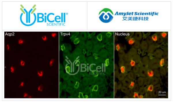 Bicell Scientific-Trpv4抗体