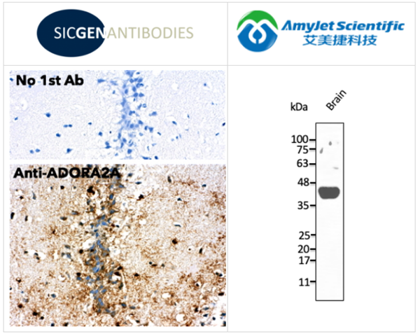 Sicgen antibodies