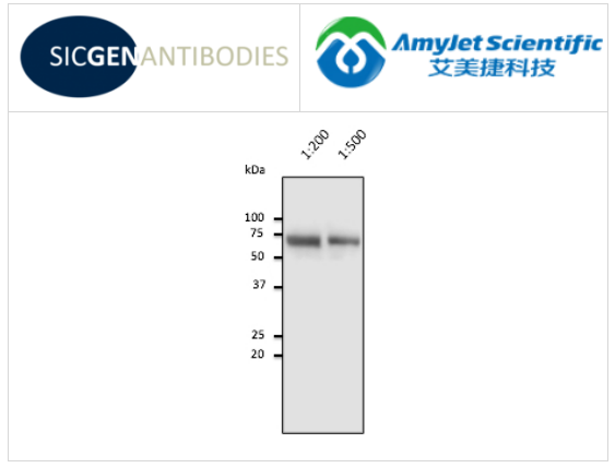 Sicgen antibodies