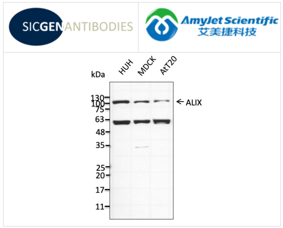 Sicgen antibodies山羊抗ALIX多克隆抗体