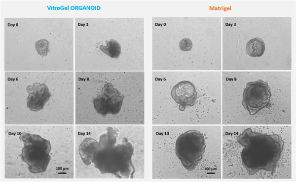 VitroGel ORGANOID