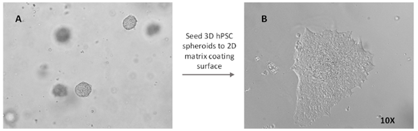 VitroGel STEM优势