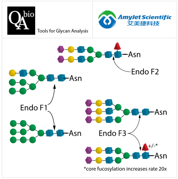 Endo F多酶试剂盒