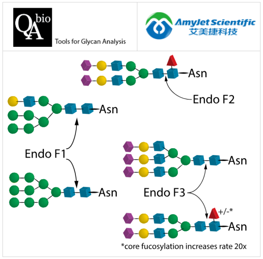 Endo F Multi-kit 