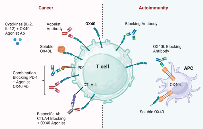 图3.在癌症和自身免疫中靶向OX40：OX40L的治疗策略
