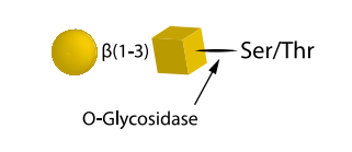 O-糖苷酶