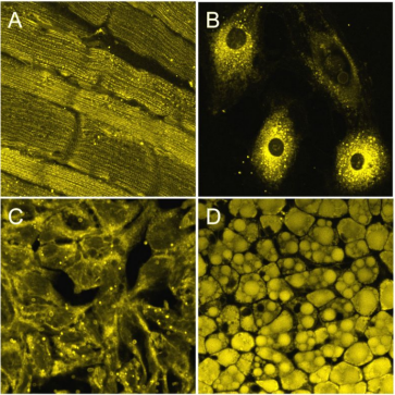 LipoFluor-P1 Ready-to-Dilute , Polar Lipid Tracing Reagent