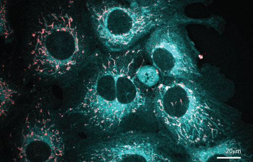 LipoFluor-ER2 Ready-to-Dilute , Endoplasmic Reticulum-Blue Tracing Reagent