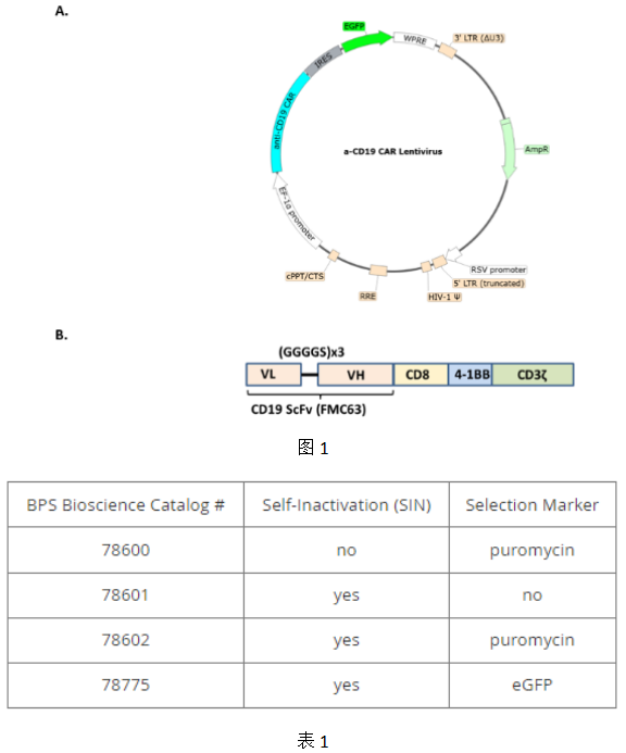 抗CD19 CAR慢病毒