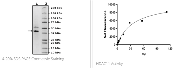 HDAC11重组蛋白