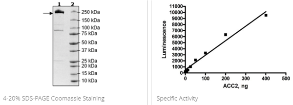 ACC2, His标签重组蛋白