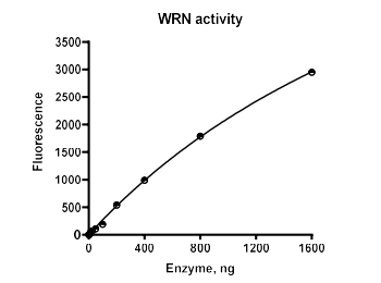 WRN解旋酶活性测定试剂盒