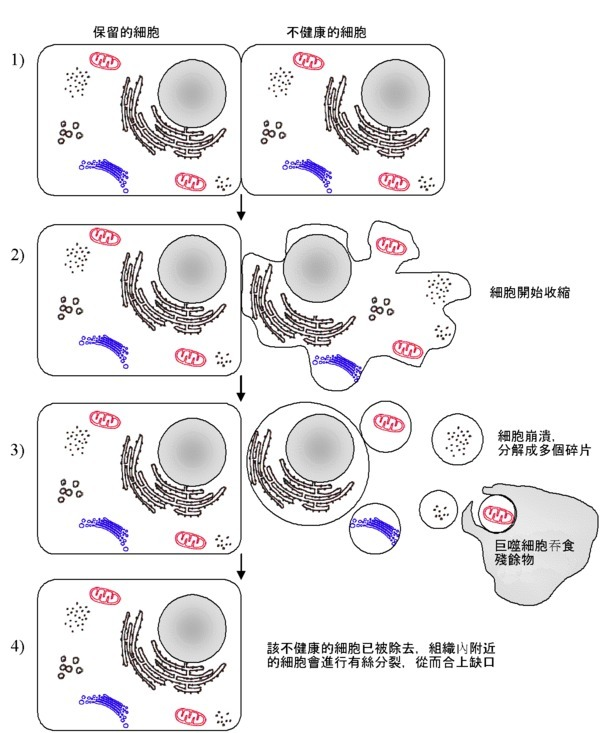 Apoptosis-1.png