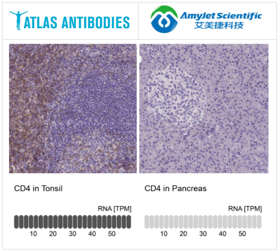 Atlas antibodies