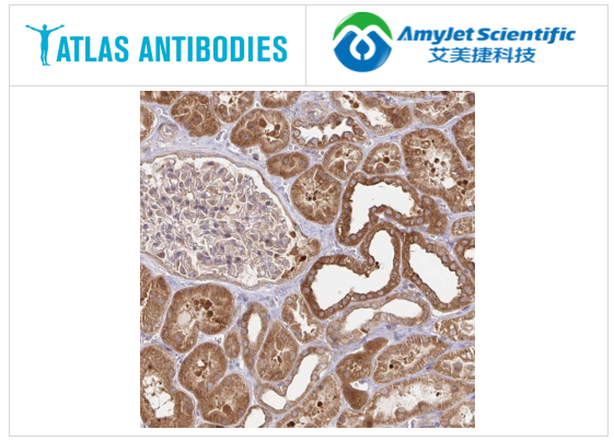 Atlas antibodies