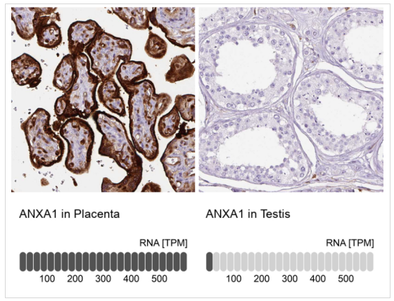 Atlas antibodies