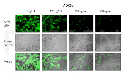 抗AAV-5、ADK 5a、小鼠单克隆抗体