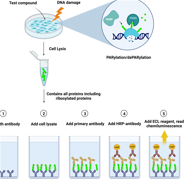 LysA? Universal PARylation Assay Kit.png