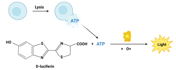 LIVE-Step? Cell Assay System.png