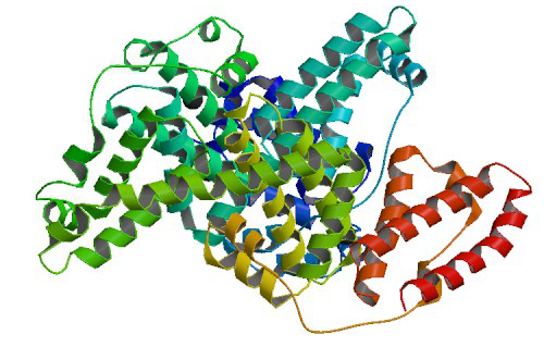 Bovine Serum Albumin.png