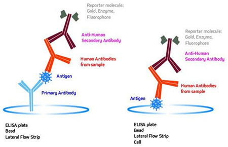 Jackson ImmunoResearch